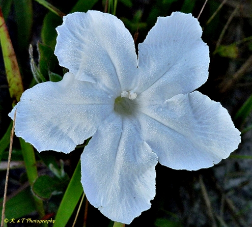 {Ruellia noctiflora}